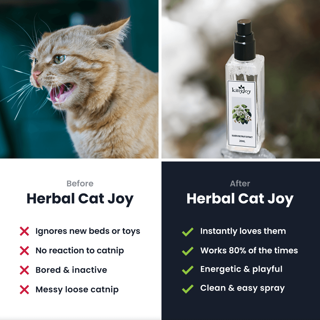 Virela Herbal Cat Joy