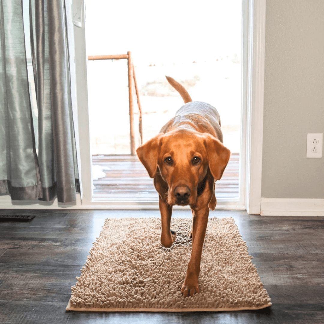 CleanPaw - Tappeto Assorbente per Cani